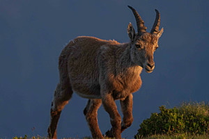 Steingeiss im Abendlicht Steingeiss im Abendlicht