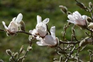 Stern-Magnolie