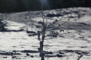 Ast im Schnee Ast im Schnee