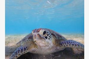 grasende Suppenschildkröte grasende Suppenschildkröte