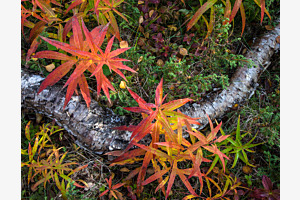 Farben des Nordens