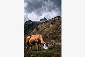 Schweizer Alpen