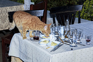 Stray cat stealing food