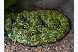 Mangshan-Viper