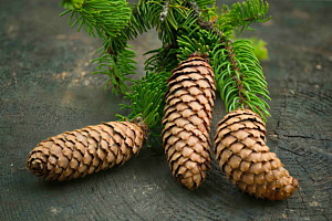 Tannzapfen