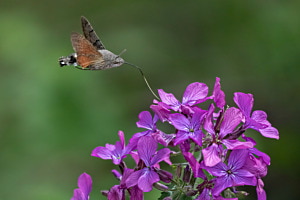 Taubenschwänzchen