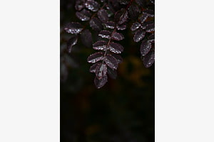 Wassertropfen