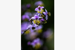 Thalictrum Thalictrum