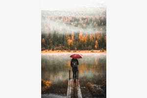 The Umbrella The Umbrella