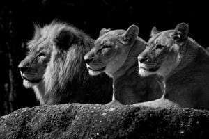 The Lion King, Zoo Basel The Lion King, Zoo Basel