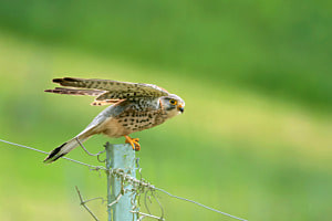 Turmfalke