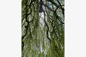 Trauerweide