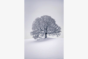 Winter Tree Winter Tree