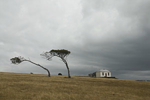 Trees on Maria Island TAS
