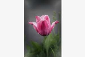 Pink Beauty