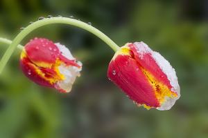Tulpen mit Schnee