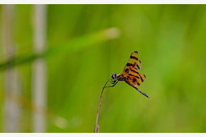Libelle