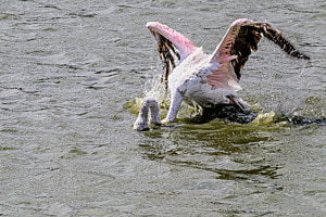 Flamingo Bad