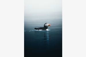Verloren in der Stille Verloren in der Stille