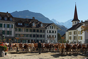 Viehschau Unterseen