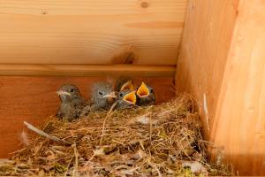 Warten auf Nahrung Warten auf Nahrung