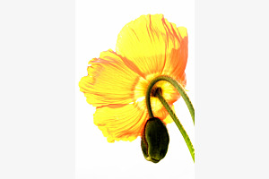 Mohnblume