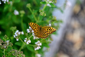 Schmetterling