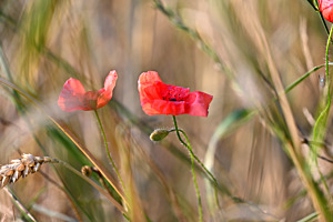 Mohnblume im Kornfeld