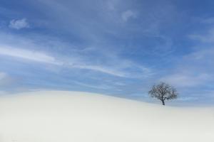 The lonely Tree The lonely Tree