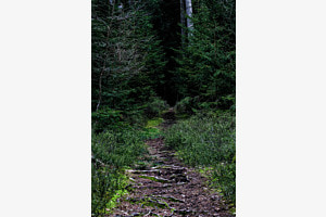Waldweg