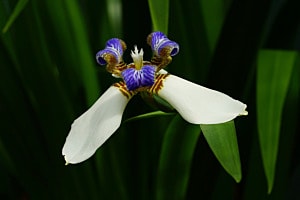 Walking Iris