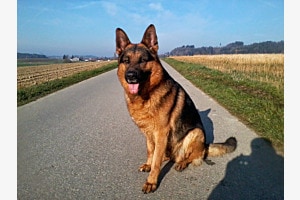 Eine Freundschaft fur's Leben
