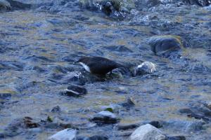 Wasseramsel im Engadin