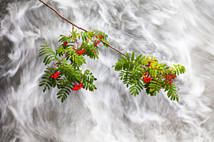 Wasser-Ast Wasser-Ast