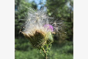 Wegdistel