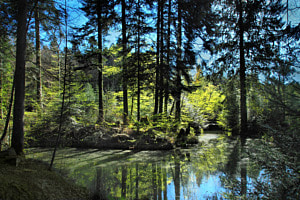 Weiher