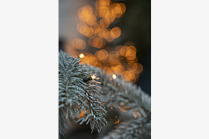 Weihnachtsbaum