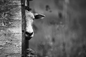 Weisses Schaf Weisses Schaf