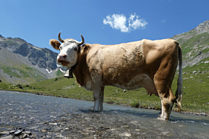 kaltes Fussbad 