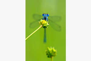 Libelle