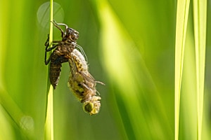 Schlüpfende Libelle