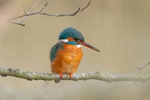 Eisvogel Eisvogel