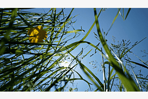 Wiese von unten