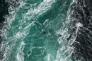 Wild and sea