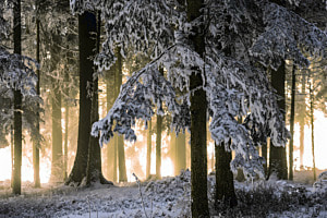 Winterwald
