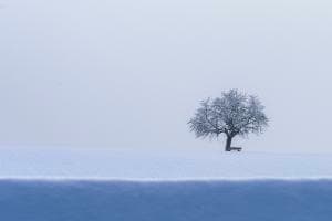 Stille