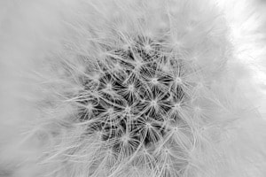 Blume Blume