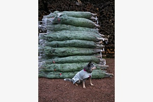 Xmas Mood III - Guardian of Xmas tree treasures... Xmas Mood III - Guardian of Xmas tree treasures...