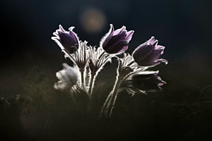 Gewöhnliche Küchenschelle (Pulsatilla vulgaris) im ersten Morgenlicht