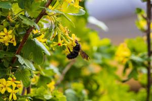 Xylocope au jardin Xylocope au jardin